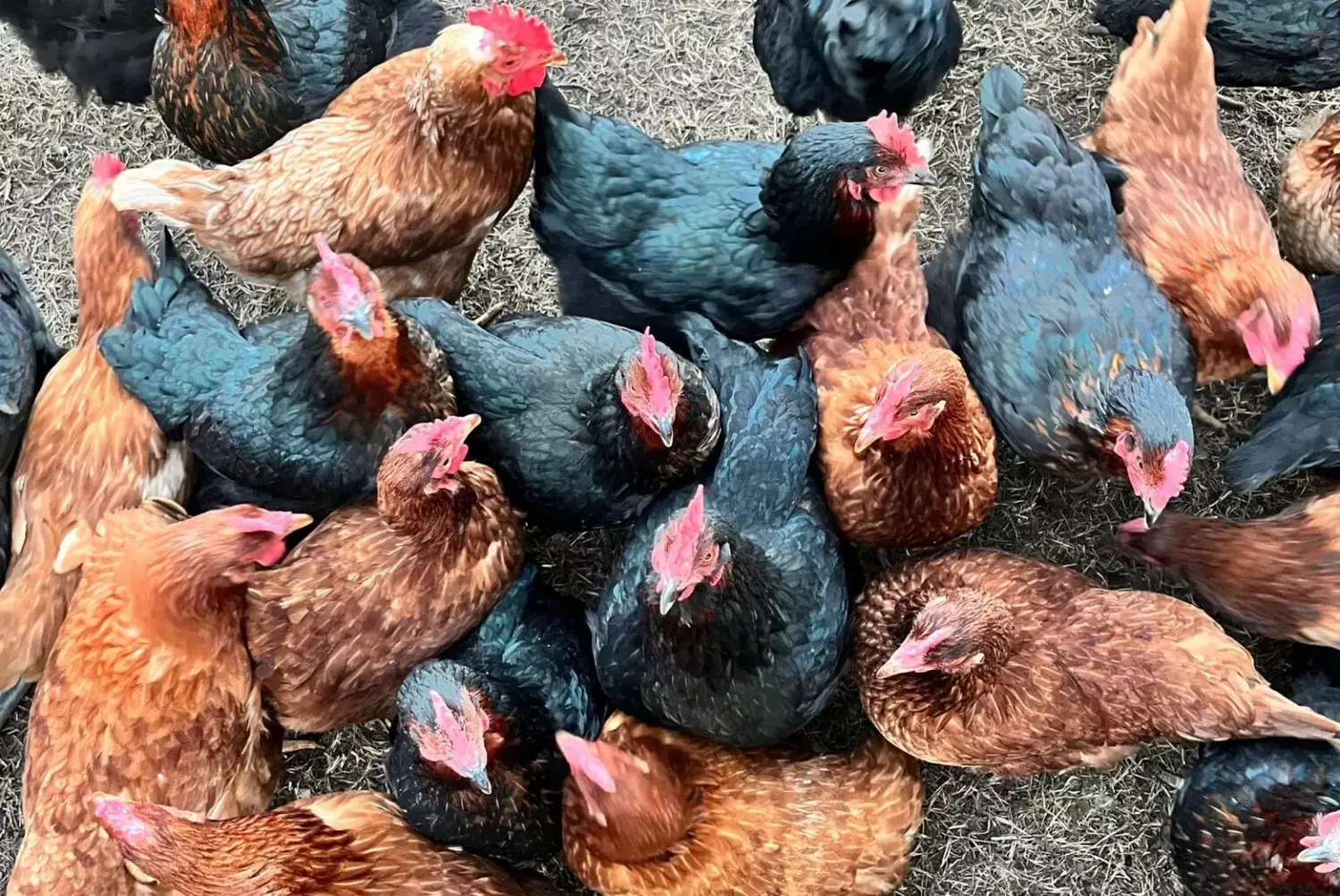 Gallinas a campo: huevos de calidad y más nutritivos