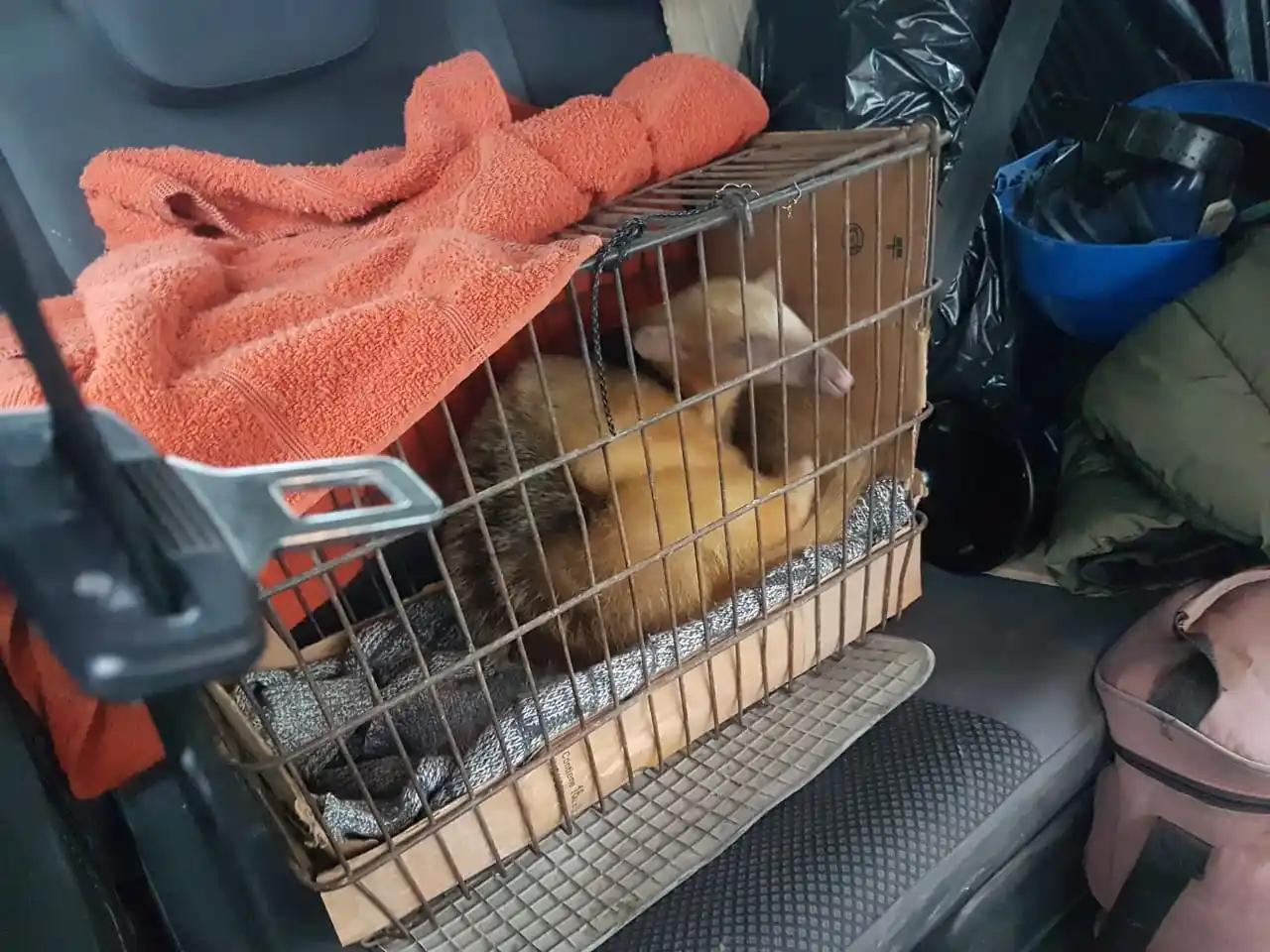 Hallan un oso melero en un predio de nuestro distrito