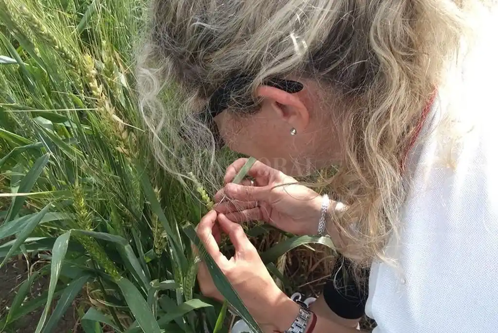 Tecnología para un trigo más competitivo