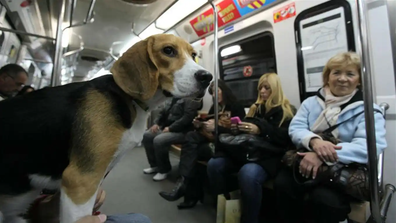 Perros y gatos podrán viajar en los subtes desde este fin de semana