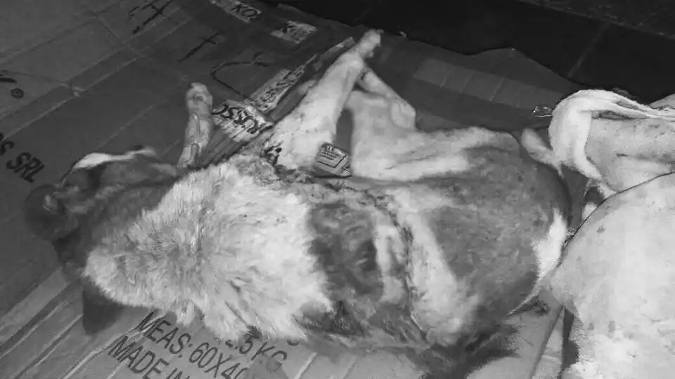 Preocupa la aparición de canes acuchillados