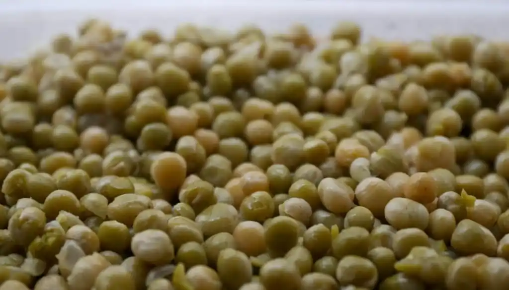 Legumbres récord en Argentina: la producción creció 57% en la campaña 2024/25