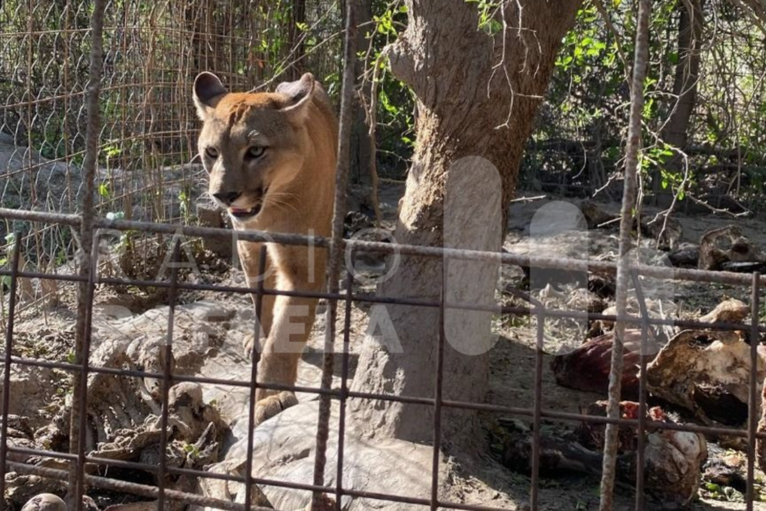 Tensión y angustia: desbarataron una granja ilegal con varios animales en estado de deterioro