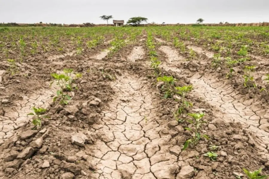 Por la sequía, productores advierten que "los cultivos están en semifinales, si no llueve se van"