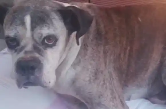 Un perrito necesita ayuda para ser operado luego de que lo atropellaran