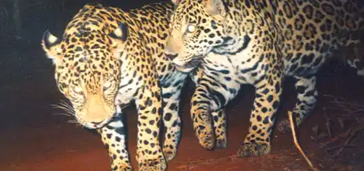 Nación presentó un plan contra la extinción de especies