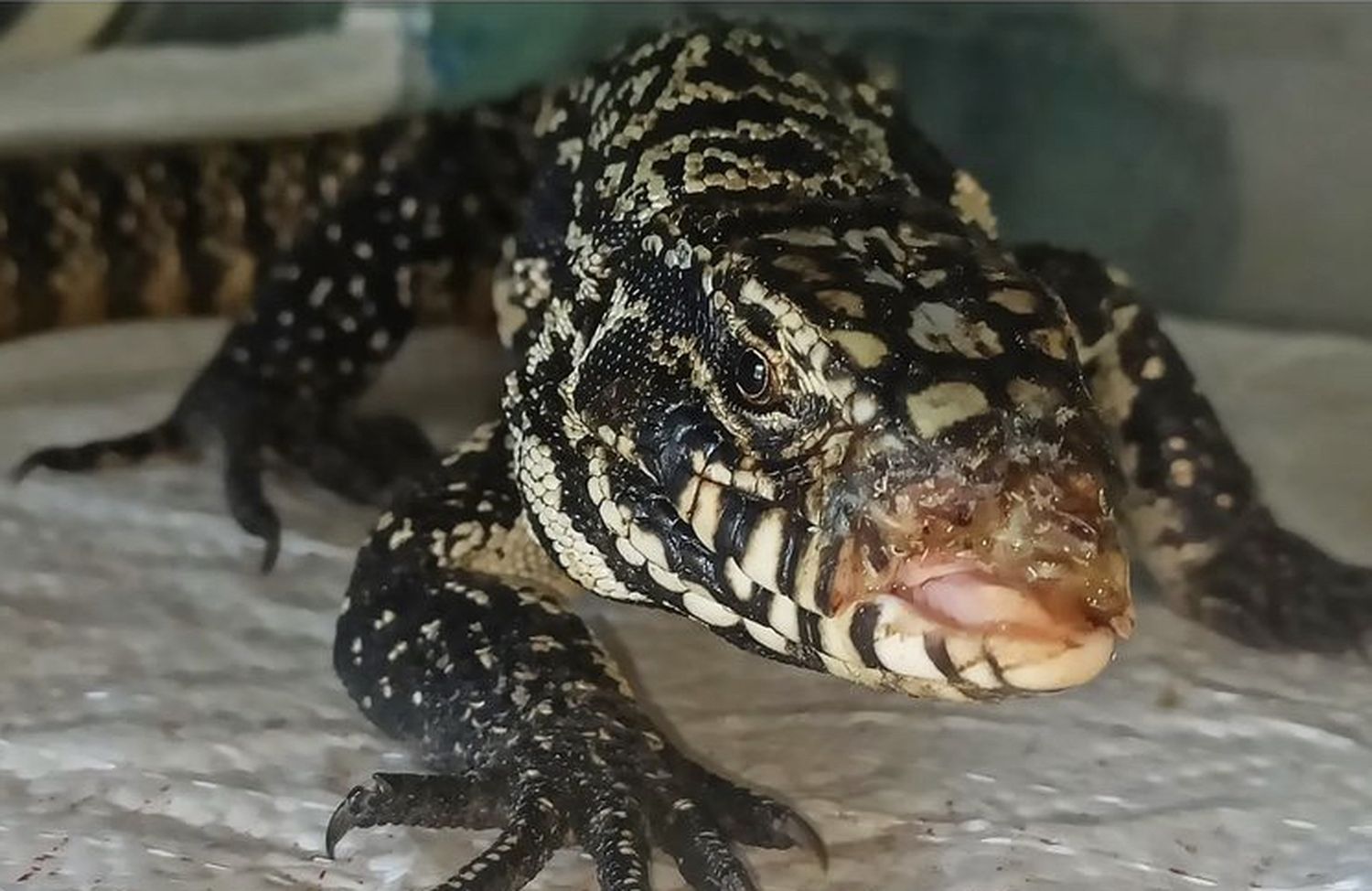 Desde Granja Los Pibes rescataron a un lagarto overo que había sido atacado por un perro