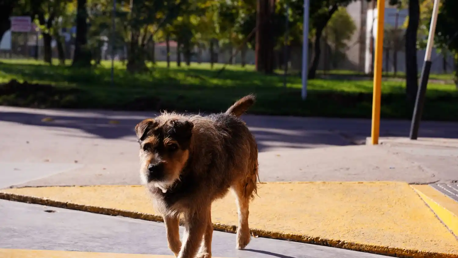 perro raul estacion de servicio gnc chile cervantes
