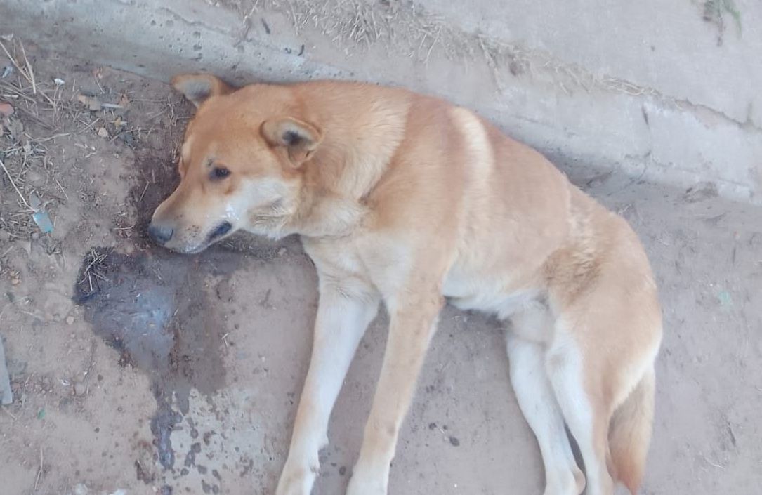 Aparecieron más de diez perros envenenados
