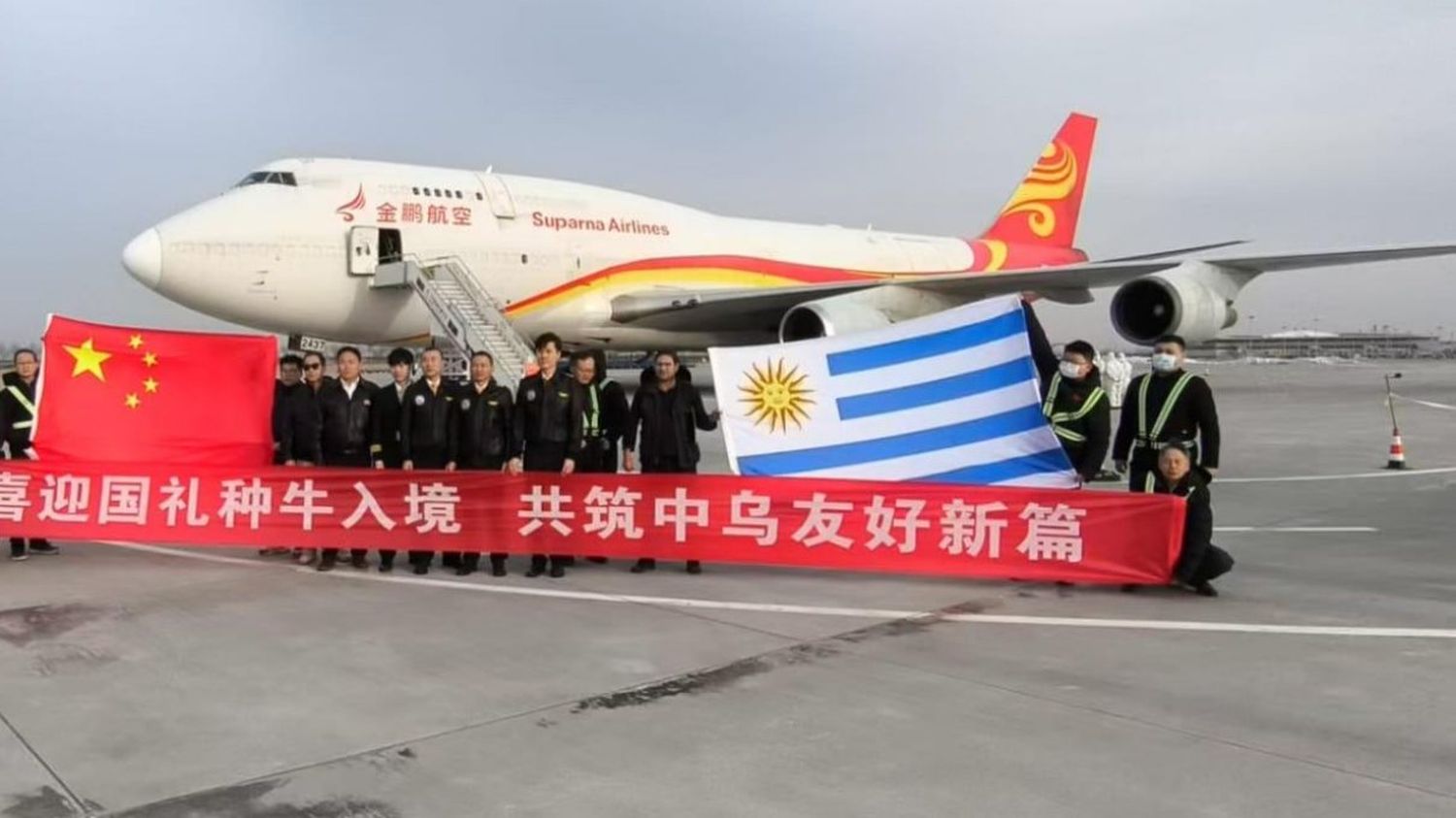 De Uruguay a China: el particular vuelo de un Boeing 747 con toros