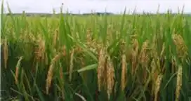Estiman una disminución en el área con arroz en Entre Ríos