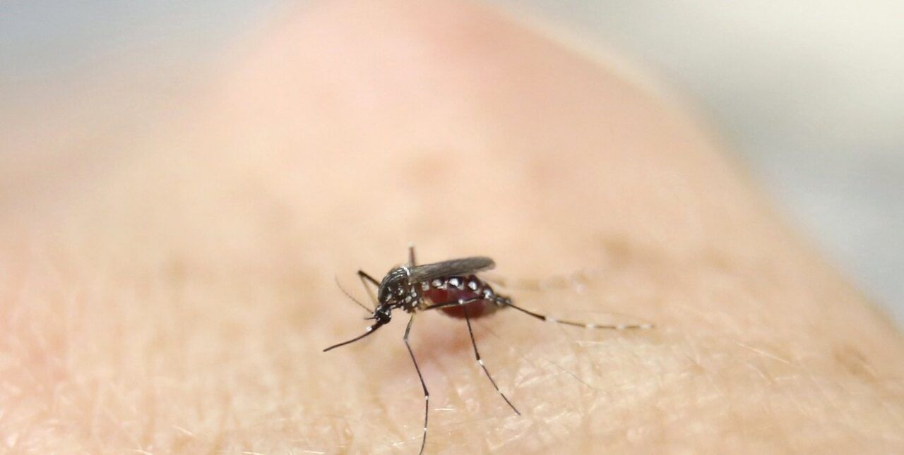 Reportan 2.754 casos de Chikungunya en Paraguay: hay 58 internados: ¿Qué pasa en Argentina?