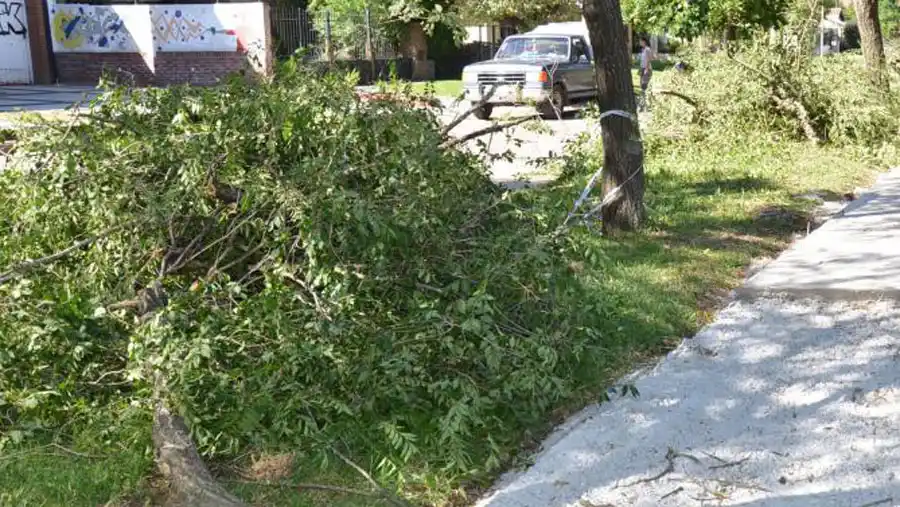 El Municipio reconoce problemáticas en barrios por la "poda indiscriminada"