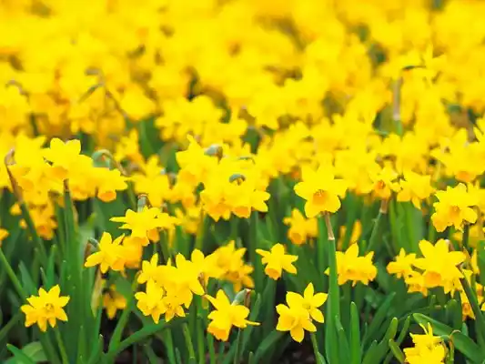 Por qué se regalan flores amarillas el 21 de marzo