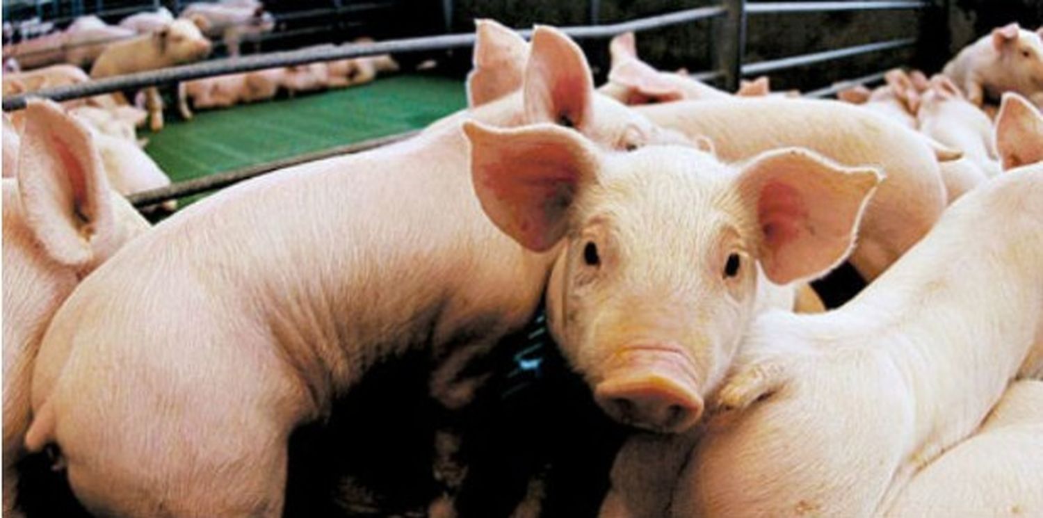 Alerta en Pehuajó: Son más de 100 los casos de triquinosis