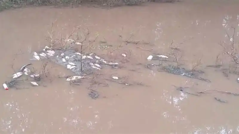 Mortandad de peces en zona de «La vuelta de la Paulina»
