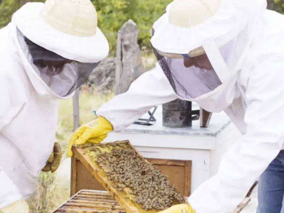 Varroa se llama el ácaro que amenaza la vida de las colmenas en la región