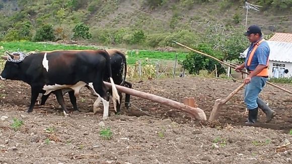 «AHORA HAY BUEYES ARANDO LA TIERRA»: las consecuencias de la falta de gasoil en Venezuela