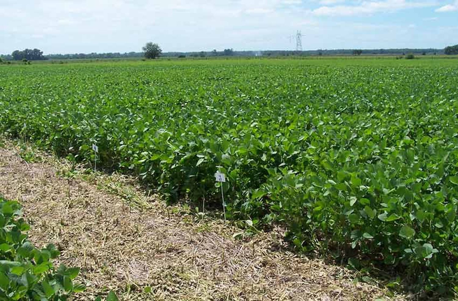 El campo inició un paro de cuatro días