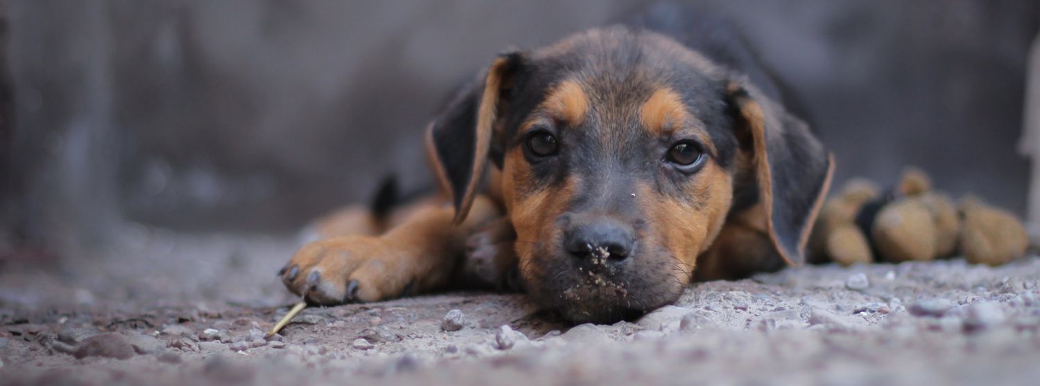 El 29 de abril se celebra el Día del Animal