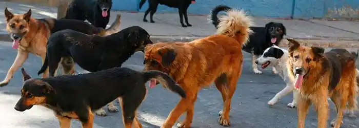 Bahía Blanca: En 2017 harán un censo de perros 