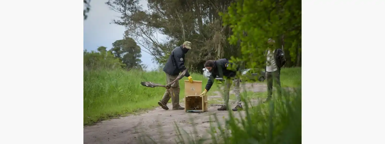Liberaron un gavilán mixto que se encontraba en rehabilitación