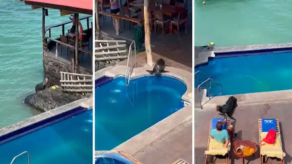 ¡UNA TERNURA! León marino se da un chapuzón en la piscina y toma el sol en un hotel en las Islas Galápagos (+ Video)