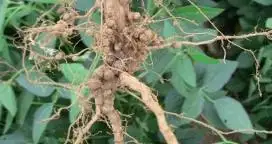 Inoculantes: las Micorrizas para ayudar a la soja
