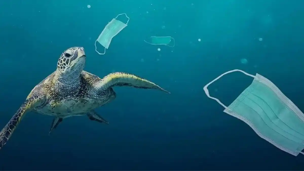 Por la pandemia, 1.560 millones de mascarillas terminaron en los mares