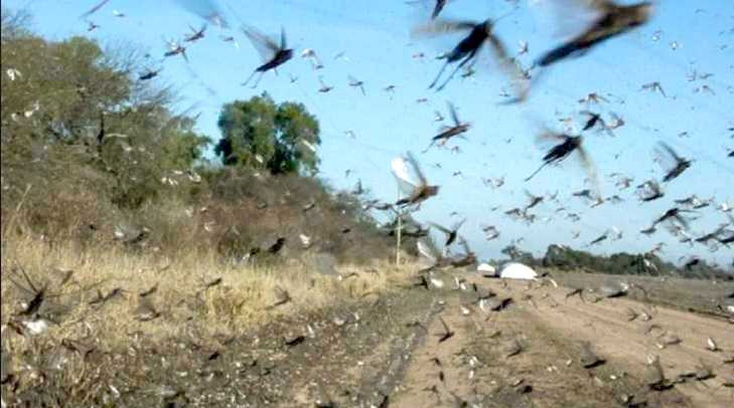 El Senasa declaró alerta fitosanitaria por 
una plaga de langostas en el Norte del país