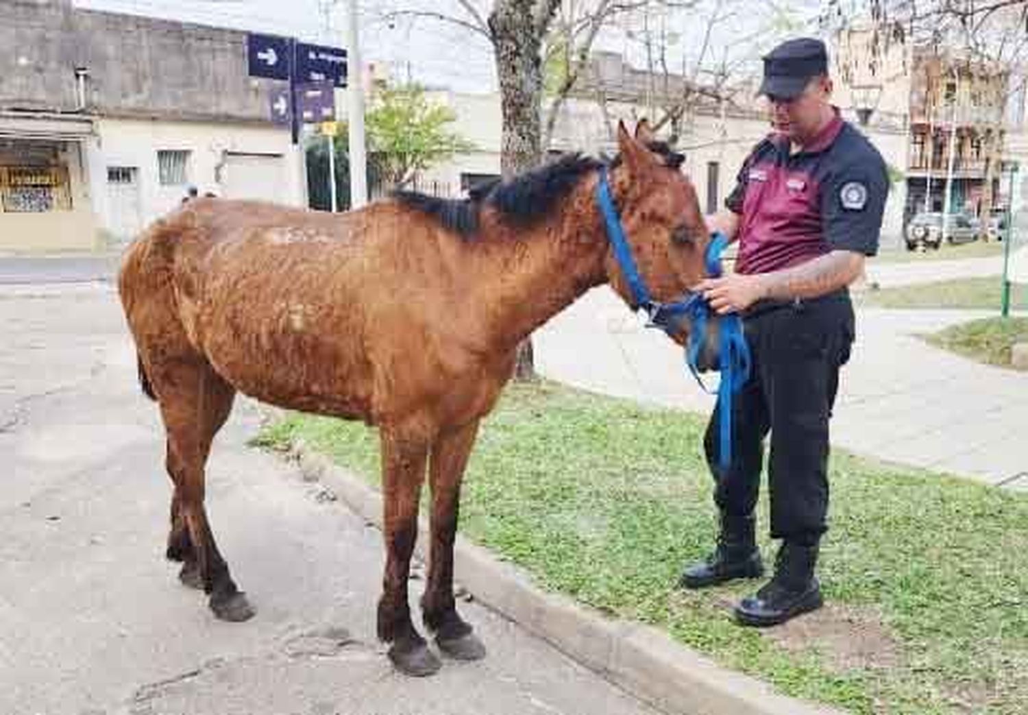 Se retuvo un equino por maltrato animal