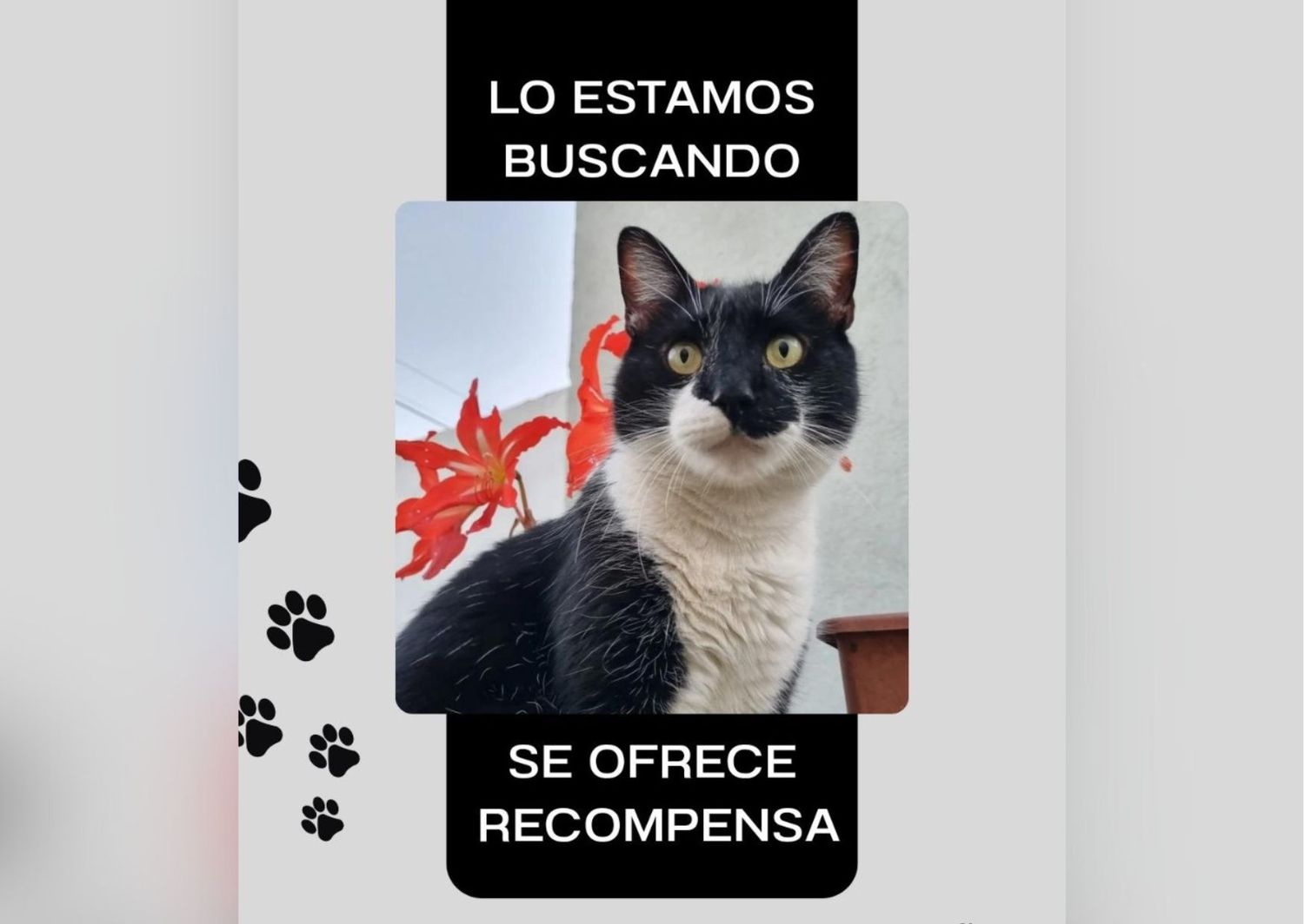 Dueños buscan al gato Hipólito