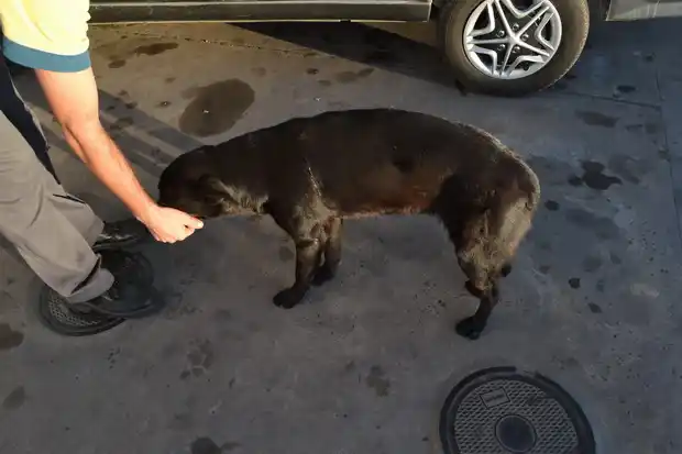 Probation, resarcimiento económico y donación de materiales para el joven que baleó a una perra