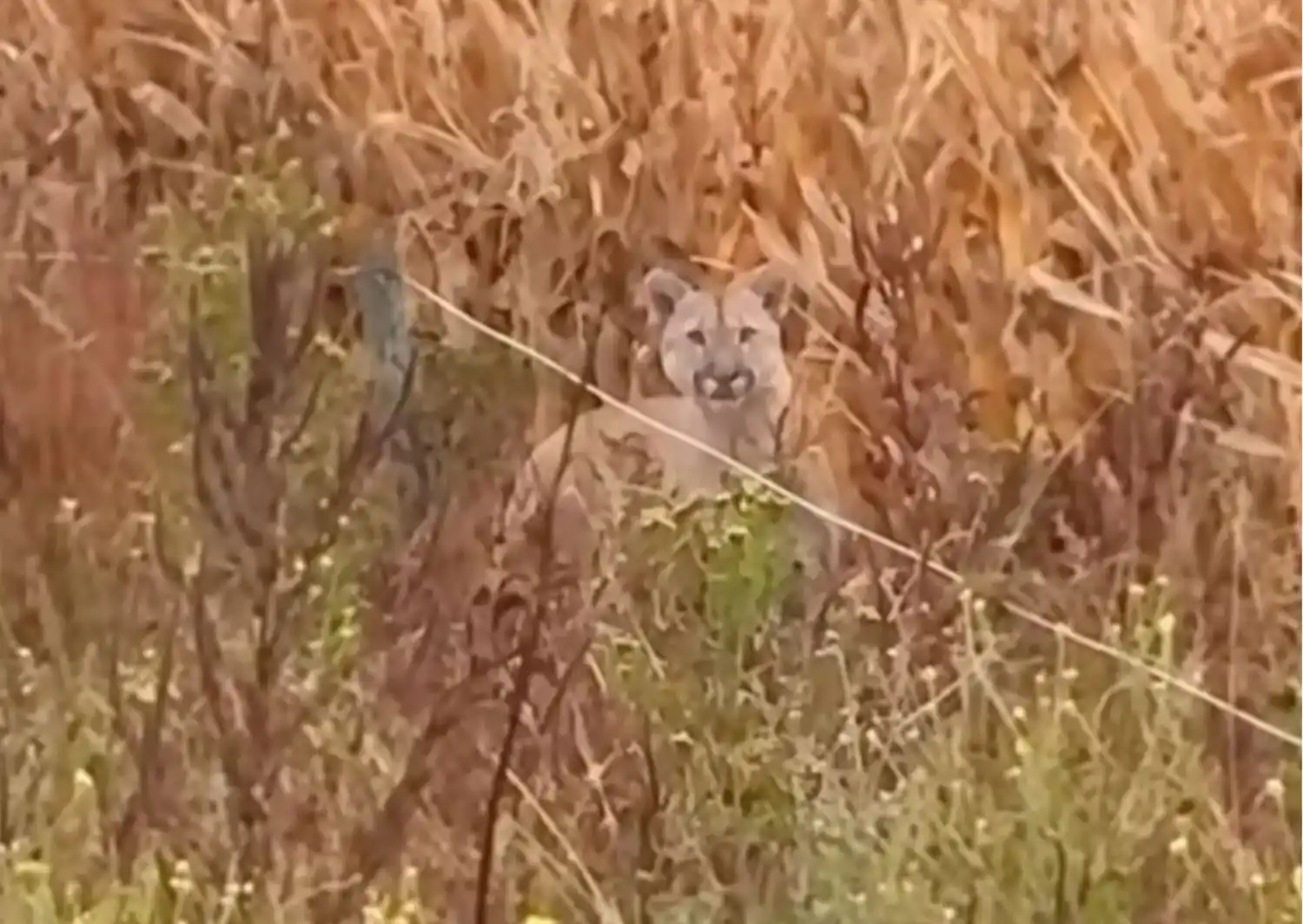 El puma apareció en un campo de Santa Lucía.