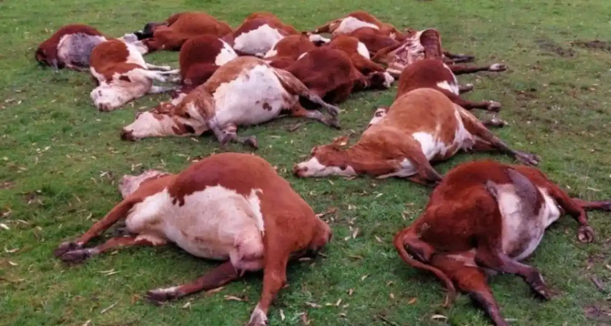¿Intoxicación con nitrato? La teoría detrás de la muerte a mansalva de animales