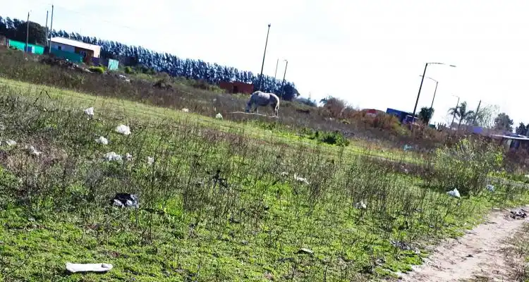 Tras el caso Gaspar, vuelve el debate sobre los caballos en la zona urbana