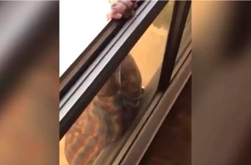 La condenaron a 20 meses de prisión por grabar a su mucama mientras caía del séptimo piso