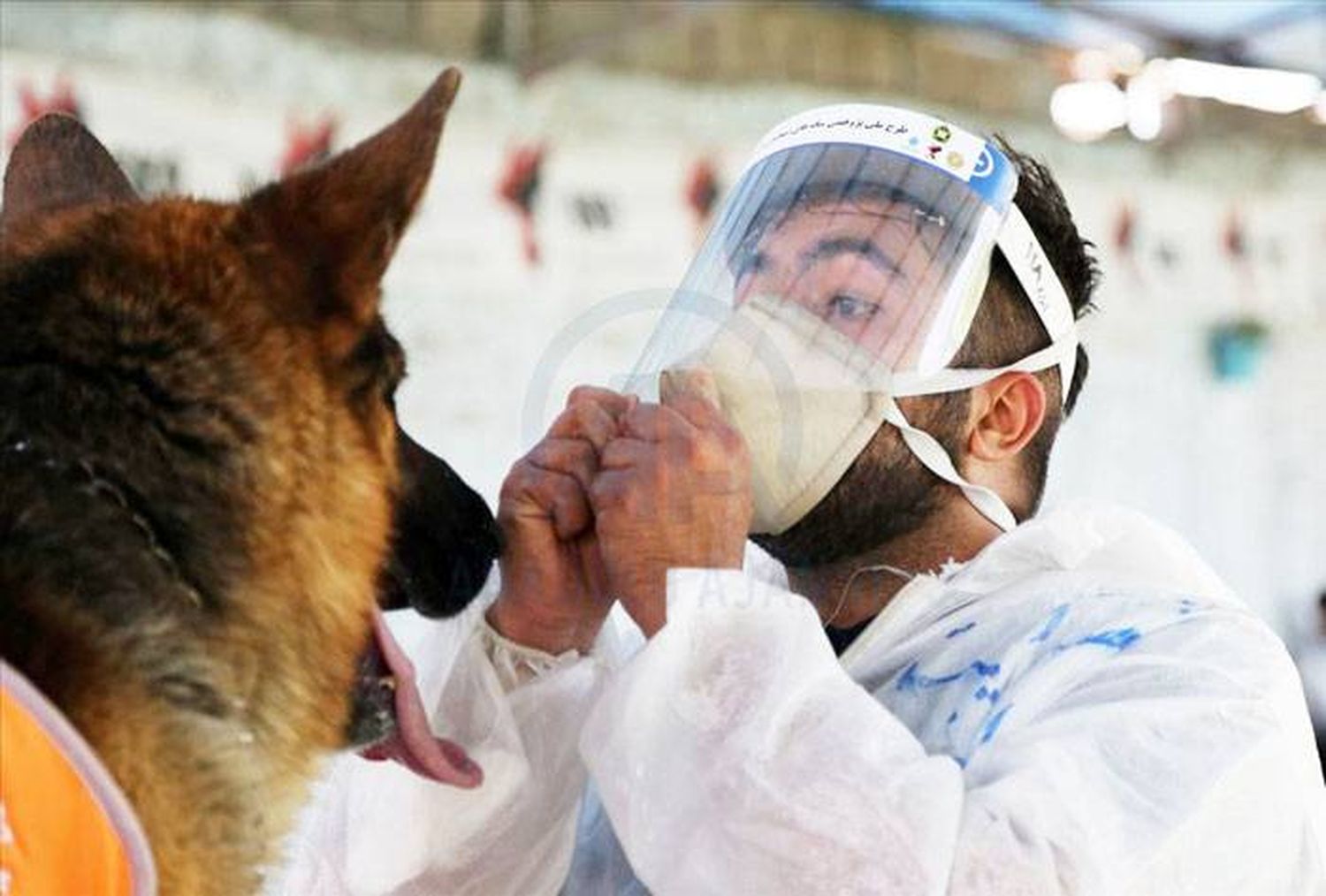 La UBA entrena perros �Spara detectar el agente viral coronavirus⬝