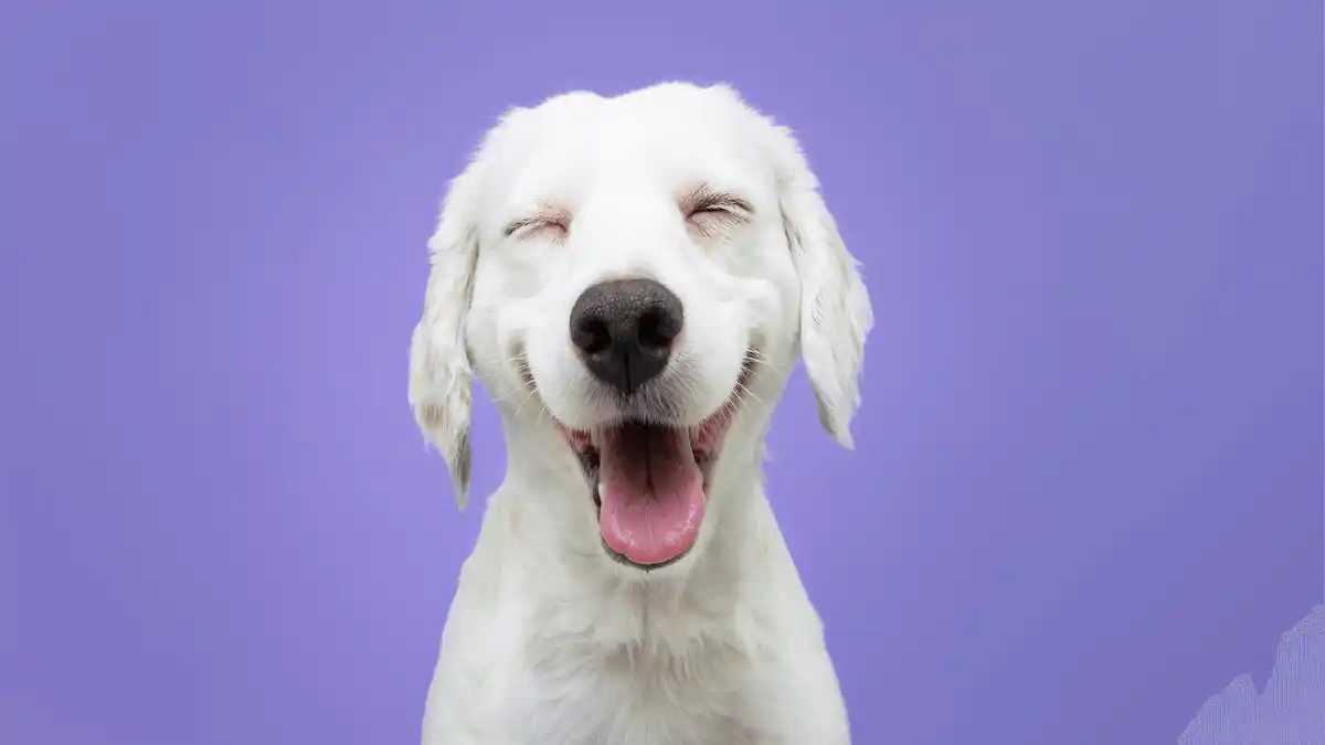 ¿PELUDOS con SUPERPODERES? Así los mejores amigos saben la hora de comer, pasear o de tu llegada