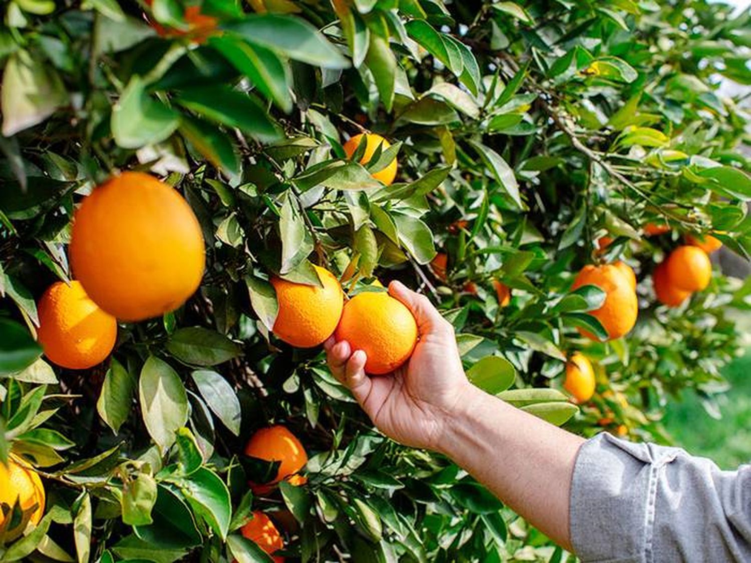 Subas en los alimentos: la naranja aumentó 229% en los últimos doce meses