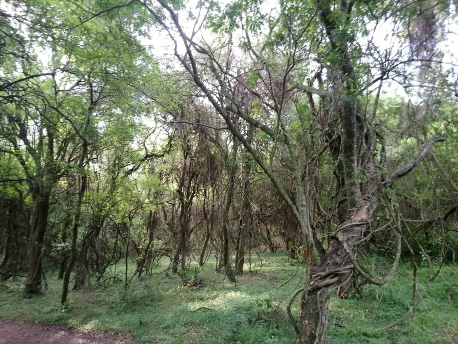 Entre Ríos tiene un nuevo parque natural en un predio de Colonia Alvear