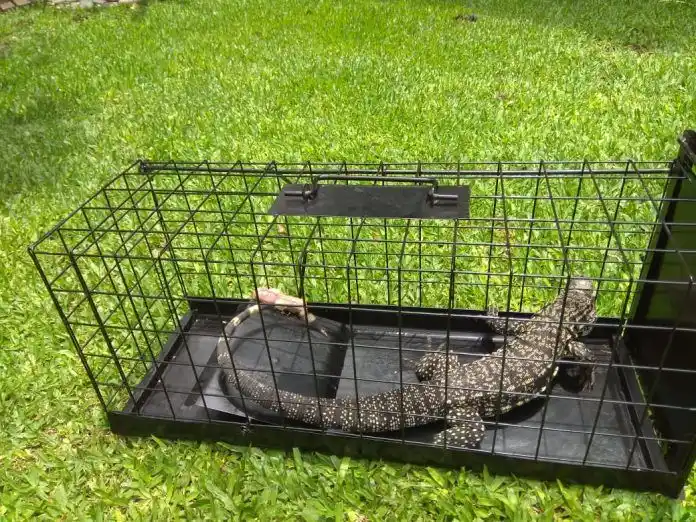 Quilmes: Vecina pasó Año nuevo con un lagarto en su casa porque Defensa Civil no se lo quiso llevar