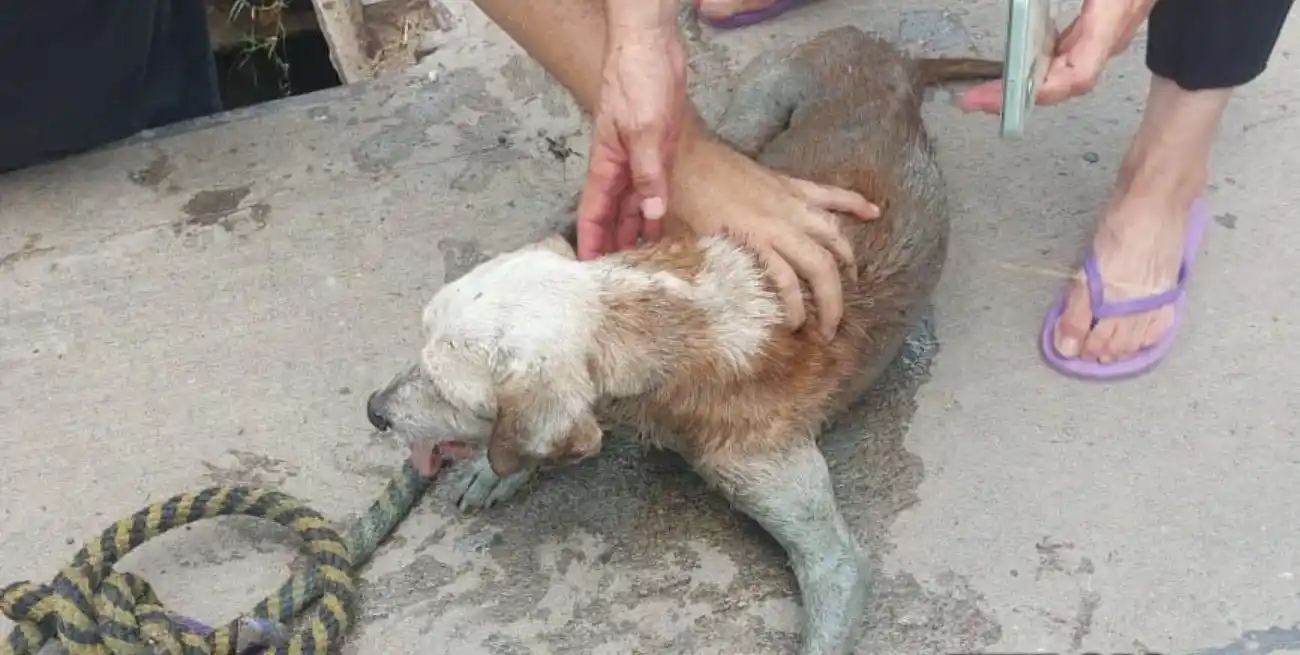 Un perro ciego cayó en una alcantarilla y tuvo que ser rescatado por los Bomberos