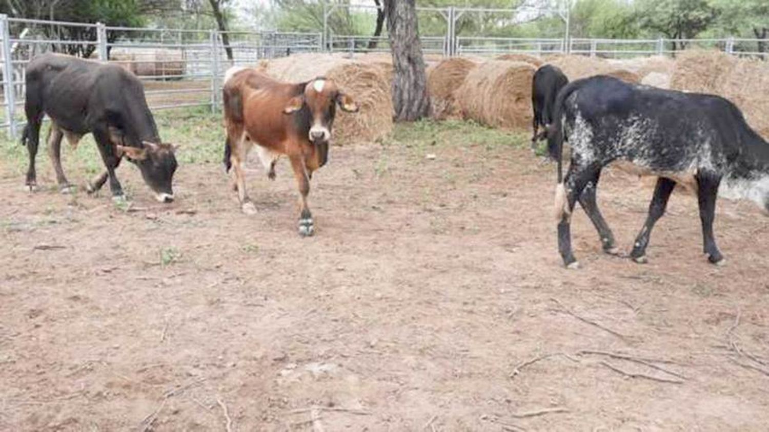 Remate de productores paipperos en El Chorro