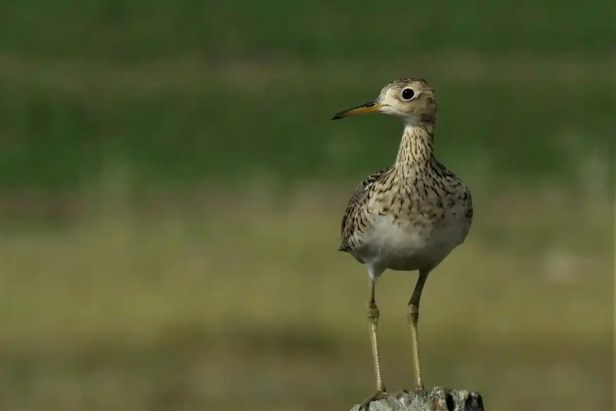 Por la crecida del río la charla sobre Aves Migratorias se realizará en un nuevo lugar