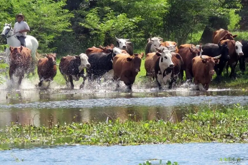Campo Ganadería