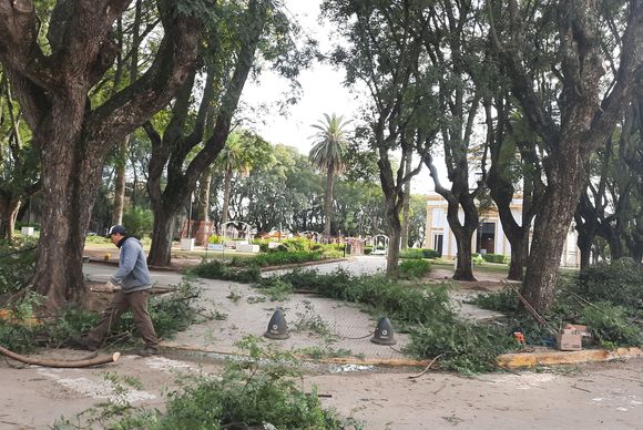 Poda de mantenimiento en plaza Constitución, camino a la proclamación de la Basílica del Socorro