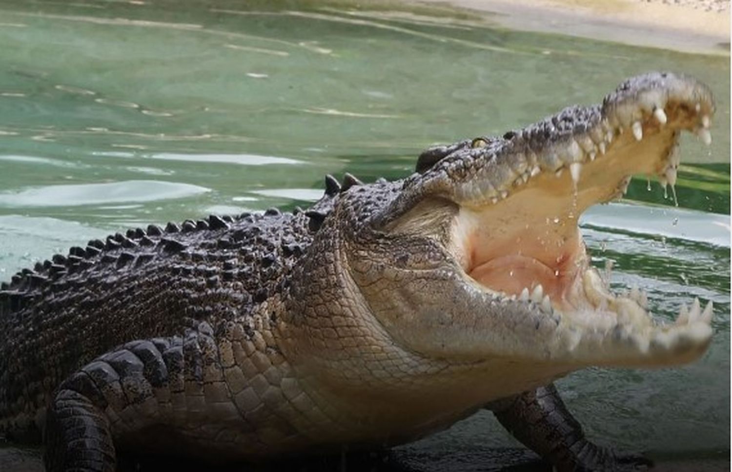 Australia: hallaron dentro de un cocodrilo los restos de un pescador desaparecido