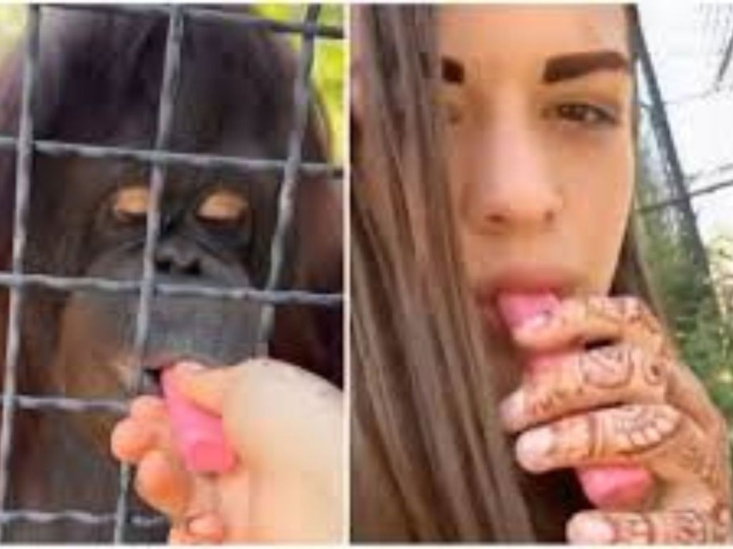 Video: una boxeadora fumó con un orangután en peligro de extinción