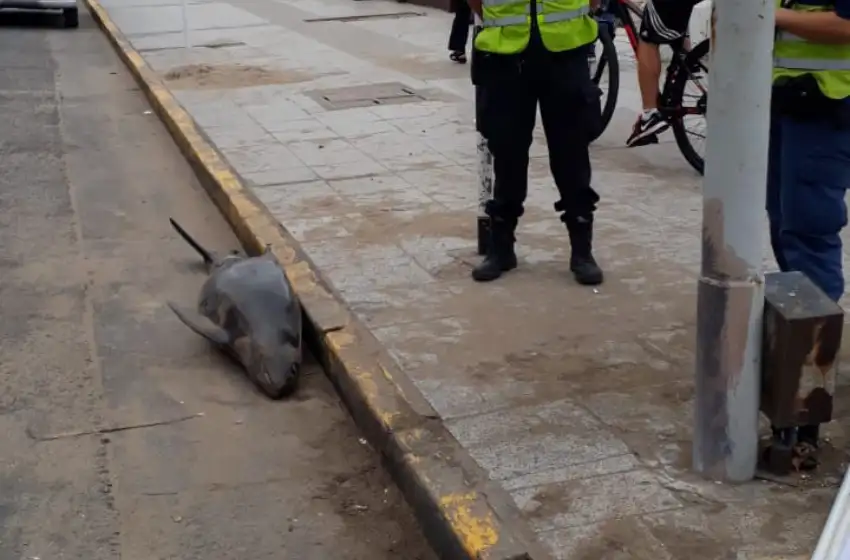 Apareció un delfín muerto sobre la vereda de San Martín y la Costa